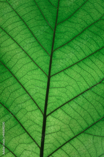 Green Leaf Texture background.