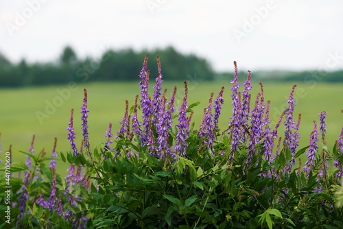 Foto skullcap field in the morning