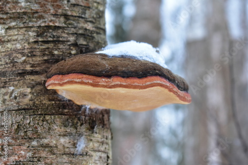 mushroom on a tree © Людмила Мазовецкая