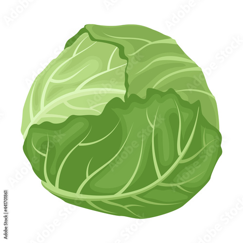 Cartoon vector illustration isolated object fresh food vegetable cabbage