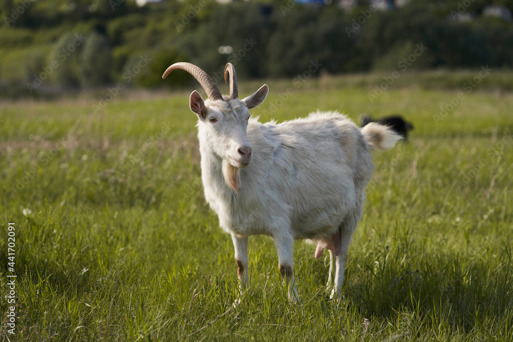 A white dairy goat grazes in a meadow. Selective focus. A white dairy goat grazes in a meadow. Selective focus.