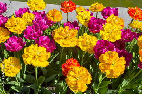 Beautiful bright yellow and purple-red double-flowered tulips. © Sergey Rybin