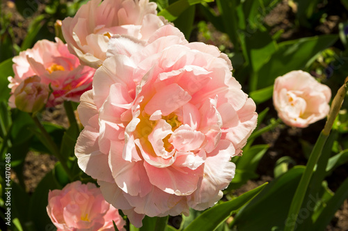 Tulips of the Dreamer  species.