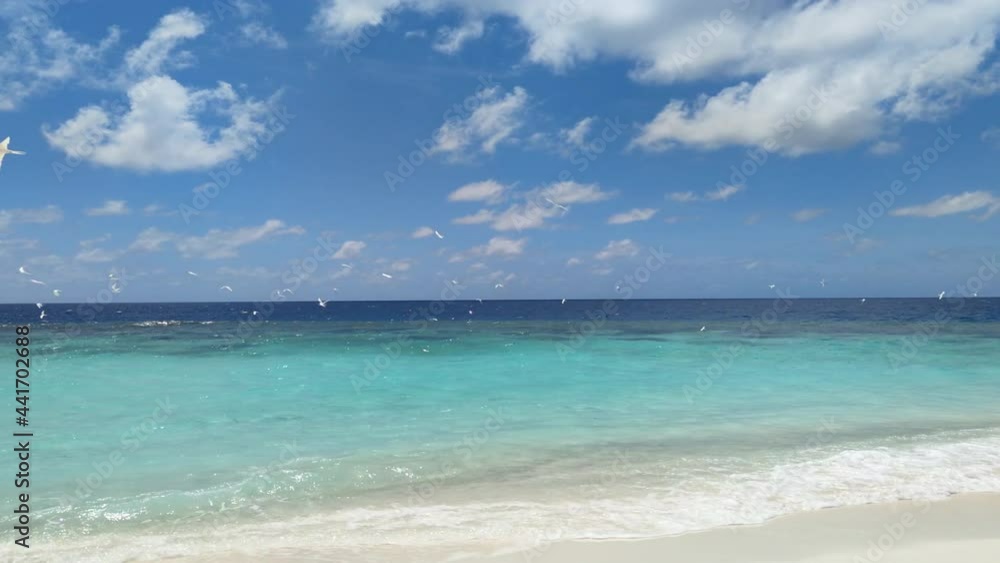 Seagulls fly on wild beach. Maldives. Seagulls fly on wild beach. Maldives.