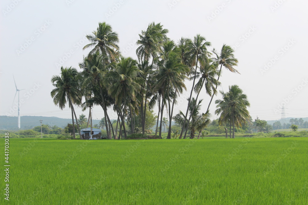 Coconut trees in the field