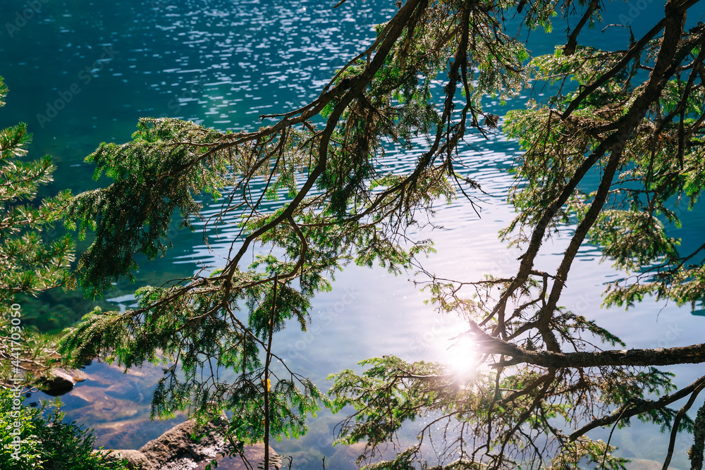in the foreground is a spruce branch, a sunny summer landscape with a blue lake with the sun reflecting in the water.