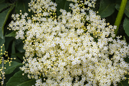 White elderberry flowers in summer sunny day.  Black sambucus (Sambucus nigra) white blooms. White elder flower cluster on dark green leaves in garden. Nature blossom Sambucus ebulus background. photo