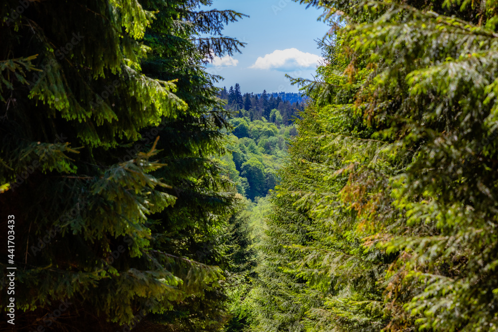 las między drzewami