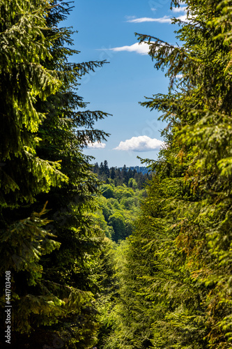 Fototapeta Naklejka Na Ścianę i Meble -  góry między drzewami 
