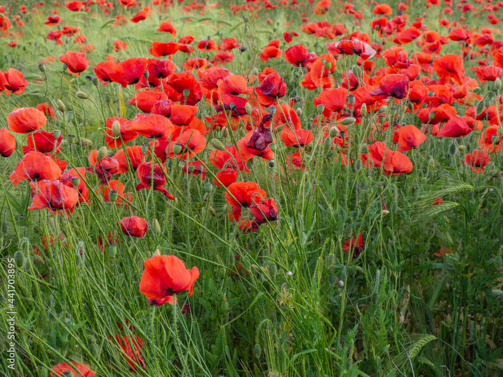 Fototapeta premium Red poppies bloom in a wild field. Beautiful field red poppies with selective focus. Red poppies in the soft light. Glade of red poppies. Soft Focus Blur