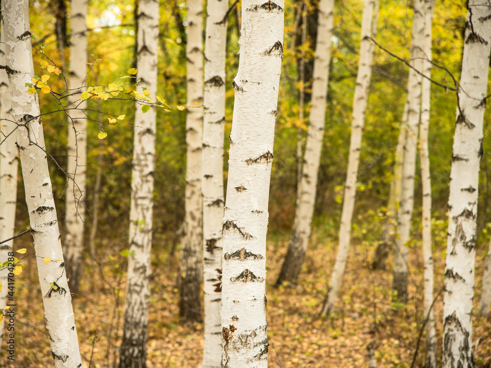 White trunks of birches in an autumn grove, blurred background, selective focus White trunks of birches in an autumn grove, blurred background, selective focus