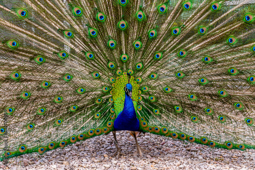 Naklejka premium Paw od przodu z rozłożonym ogonem