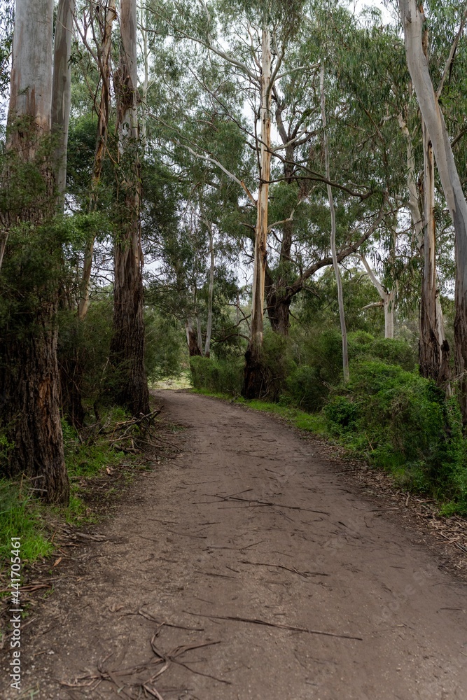 Fototapeta premium path in the woods