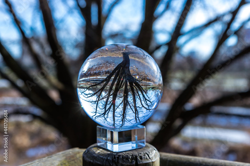 Fototapeta Naklejka Na Ścianę i Meble -  Drzewo w kuli górą do dołu
