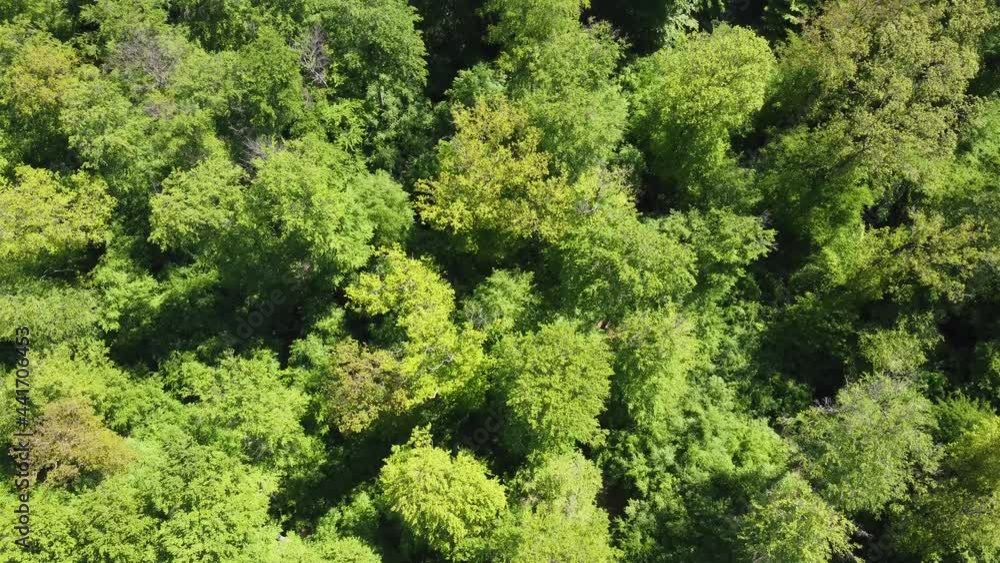 Wald von Oben Wald von Oben