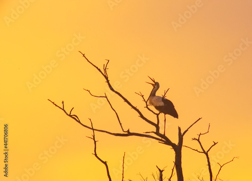 Stork stays on dead tree in sunset