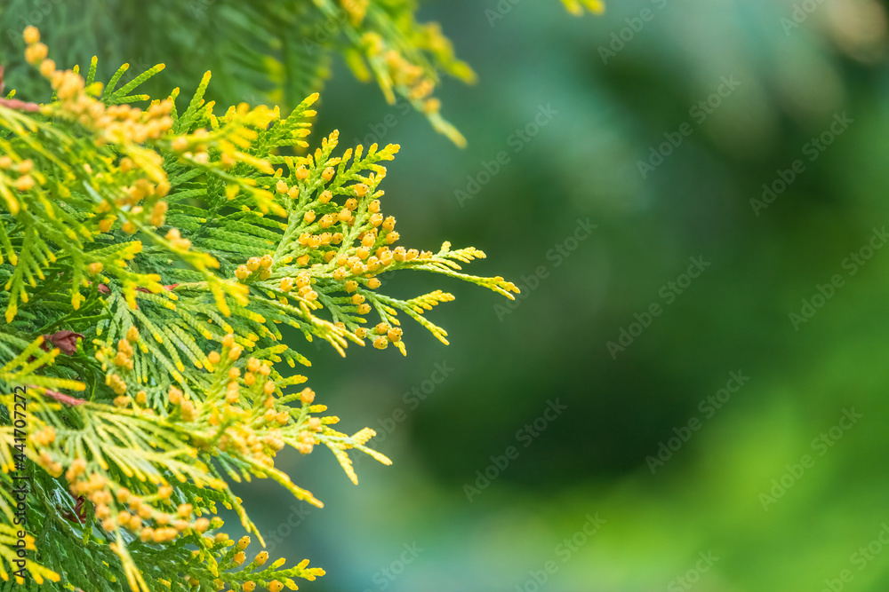 Thuja branches in spring. Fresh thuja branches in the sunset light. Thuja branches in spring. Fresh thuja branches in the sunset light.