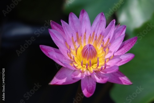 Close-up shot of beautiful purple lotus in the pond, outdoor. Selectable focus.
