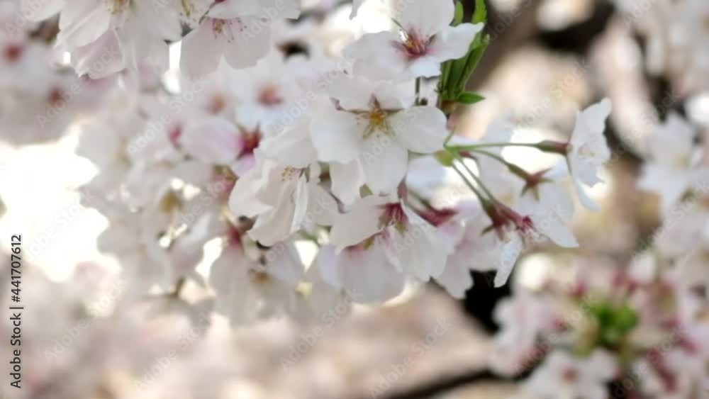 風に揺れる山崎川の桜 フィックス 14sec 風に揺れる山崎川の桜 フィックス 14sec