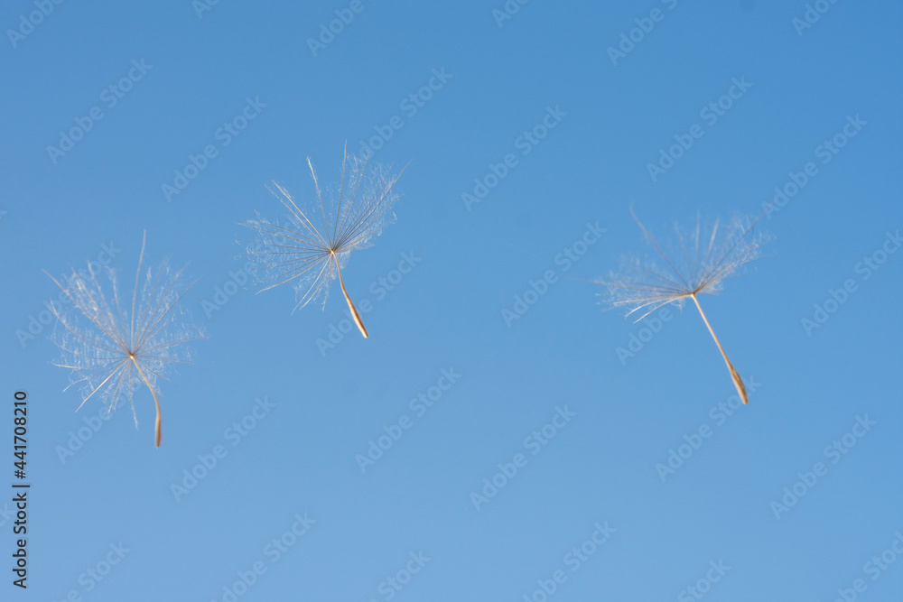 Obraz premium dandelion in the sky