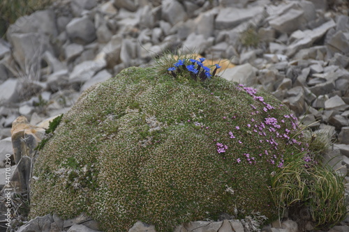 green moss on stone