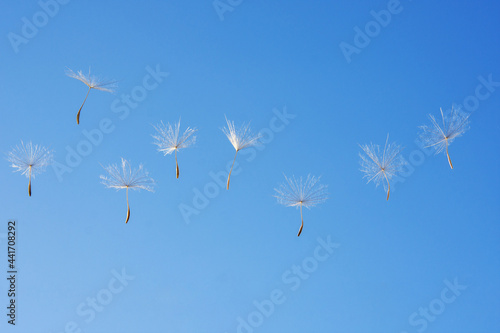 dandelion in the sky © Svetoslav Radkov