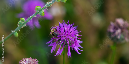 bee on a flower © Martin Cavallero