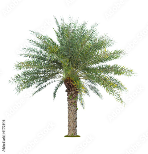 The palm tree isolated on white.