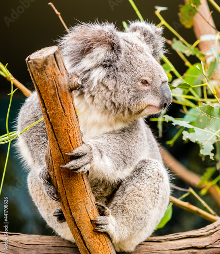 Fototapeta Naklejka Na Ścianę i Meble -  A cute koala sitting in a tree
