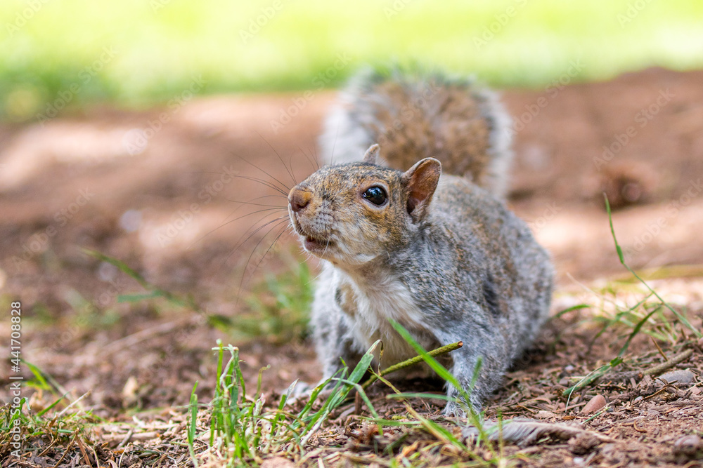 A portrait of a common grey squirrel foraging A portrait of a common grey squirrel foraging