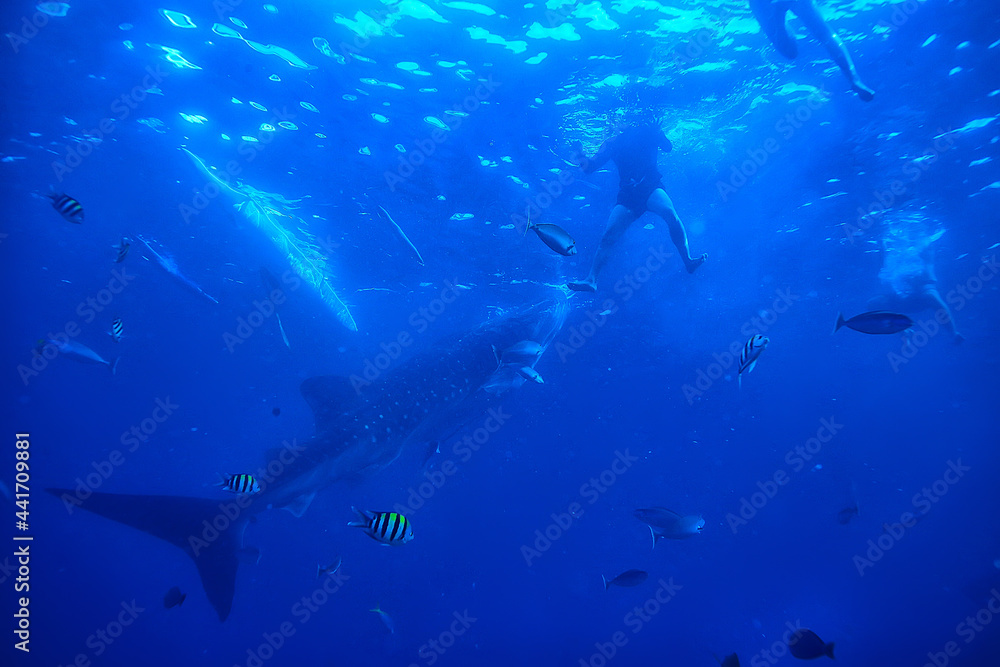 whale shark scene landscape / abstract underwater big sea fish, adventure, diving, snorkeling whale shark scene landscape / abstract underwater big sea fish, adventure, diving, snorkeling