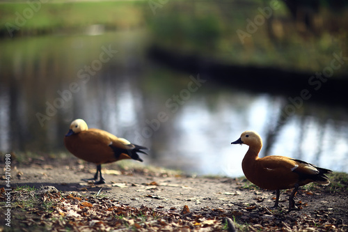 duck in autumn park, view of abstract relaxation alone