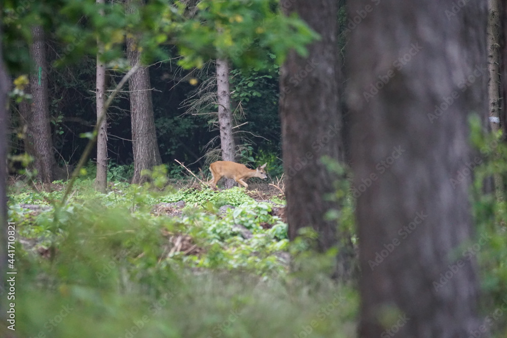 Naklejka premium Sarna w lesie przechodzi przez drogę