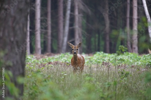 Fototapeta Naklejka Na Ścianę i Meble -  Sarna w lesie przechodzi przez drogę