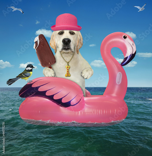 A dog labrador in a pink straw hat with ice cream is floating on an inflatable flamingo in the sea at a resort. photo