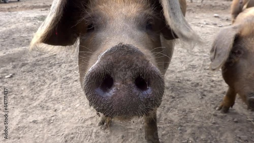 Close-up of a pig, Sus scrofa domesticus, with a trunk with large nostrils kissing the camera lens. photo