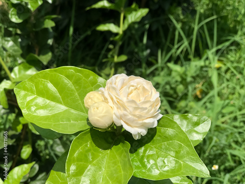 Jasminum sambac flower photo