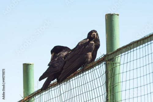 Two rooks (Corvus frugilegus) on a metal fence photo