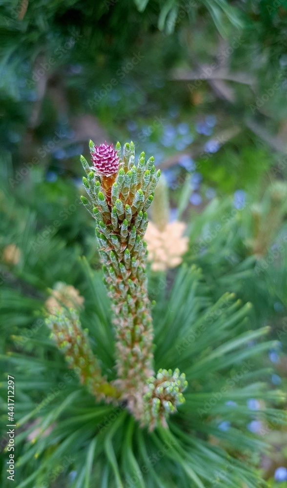 Red Pine Tree Flowers On Branch And Green Needles. Pine Seed Pods And Needels. Closeup.
Red Pine Tree Flowers On Branch And Green Needles. Pine Seed Pods And Needels. Closeup.