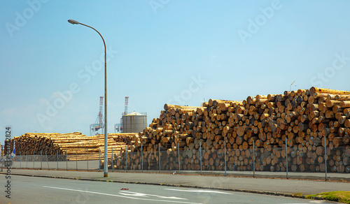 Load of harvested pine logs waiting to be exported in Port Tauranga, New Zealand. photo
