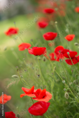 Photo of a blooming red poppy.