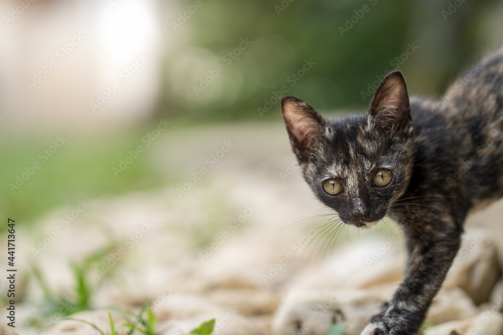 Black little kitten walking at field and looking at camera.