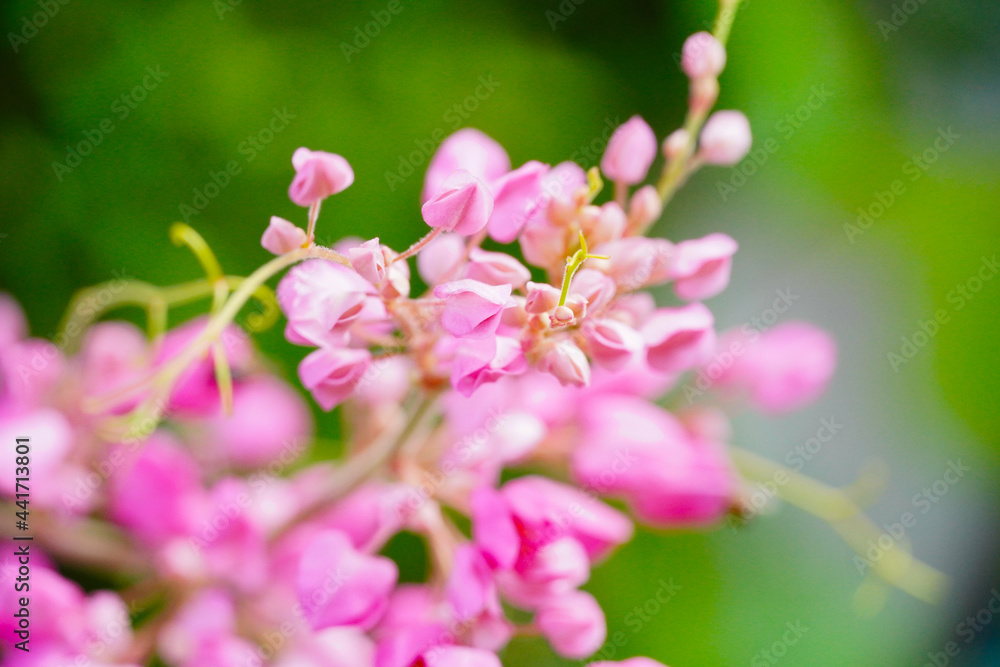 Honey bees pollinating a flower on a pink flower. Mexican creeper, blooming pink flowers on blur nature background with selectived focus Honey bees pollinating a flower on a pink flower. Mexican creeper, blooming pink flowers on blur nature background with selectived focus