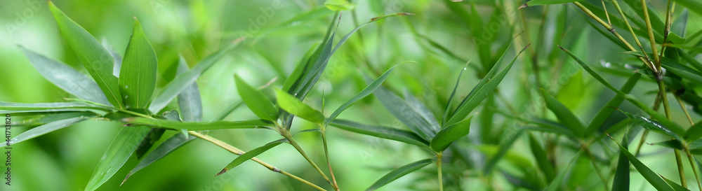Nature of green leaf in garden at summer. Natural green leaves plants using as spring background cover page environment ecology or greenery wallpaper Nature of green leaf in garden at summer. Natural green leaves plants using as spring background cover page environment ecology or greenery wallpaper