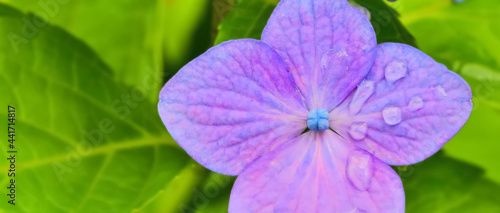 雨上がりの紫陽花（Hydrangea）