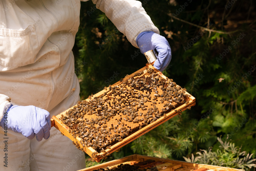 Beekeeper inspecting hives to check on health of the bees. Beekeeper inspecting hives to check on health of the bees.
