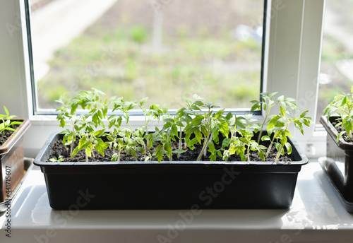 Growing homemade vegetables on a windowsill