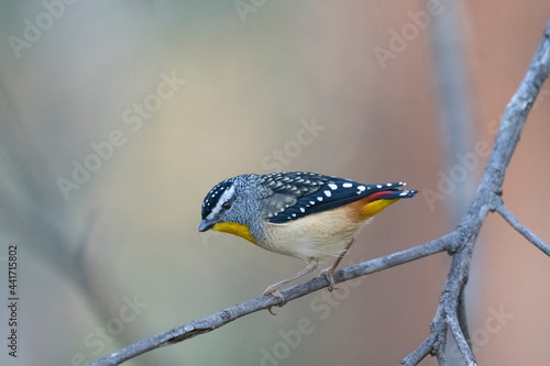 Australian Spotted Pardalote - Pardalotus punctatus photo