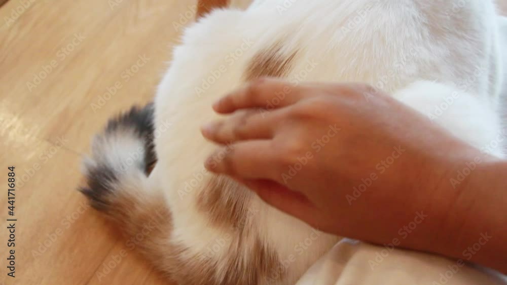 Woman hand petting a cat, love to animals Woman hand petting a cat, love to animals