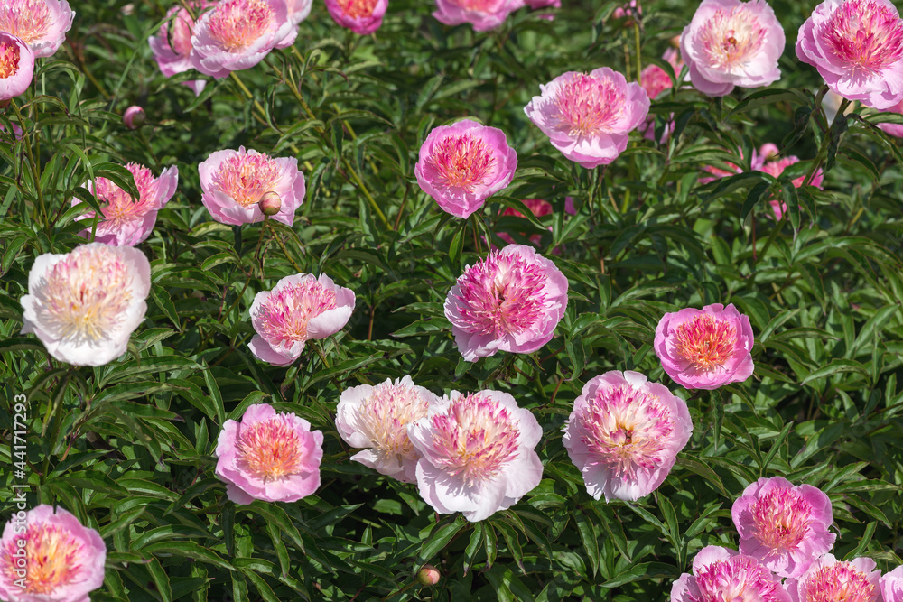 Peony grassy Peony grassy